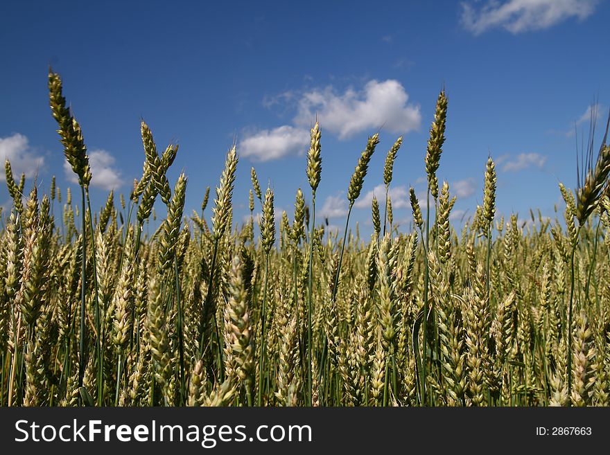 Cereal field, summer landscape, cloudy sky