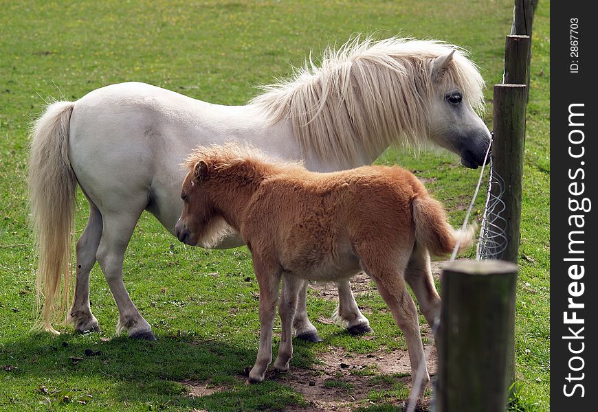 Mare and fold enjoying motherly love in the paddock