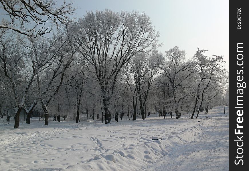 Park on the snow winter mornig. Park on the snow winter mornig