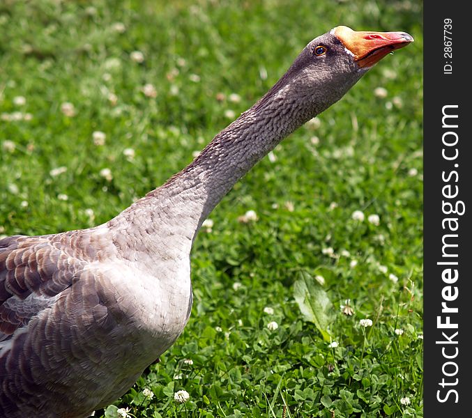 Crazy Goose on guard duty with a keen eye