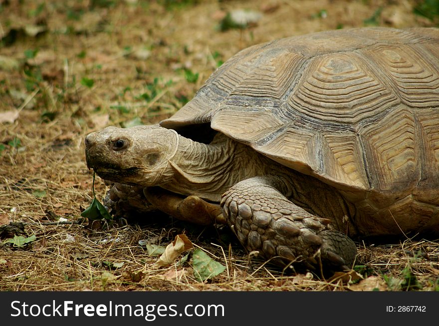 The kiev zoo amphibious terrapin