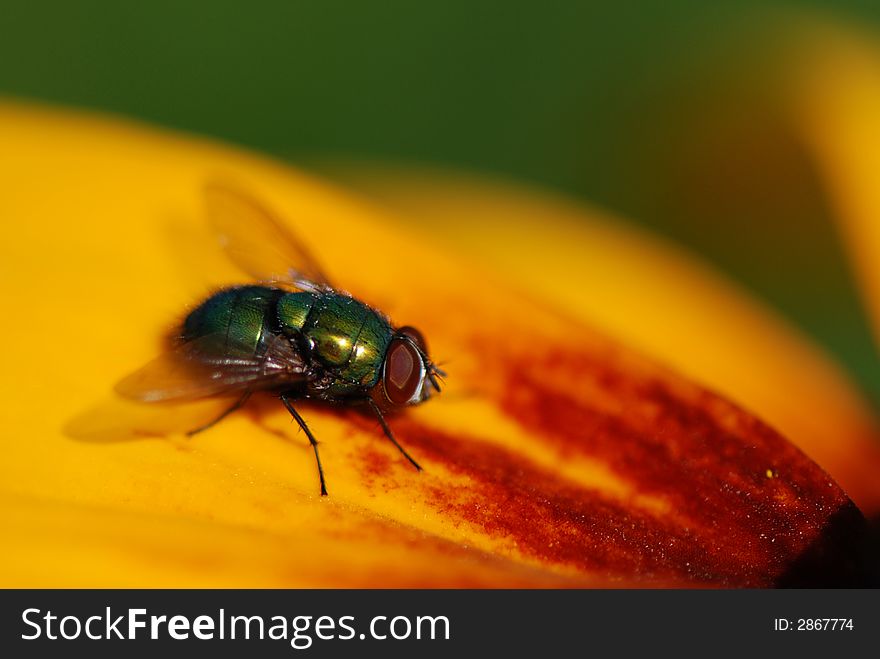 The green fly on the yellow flower