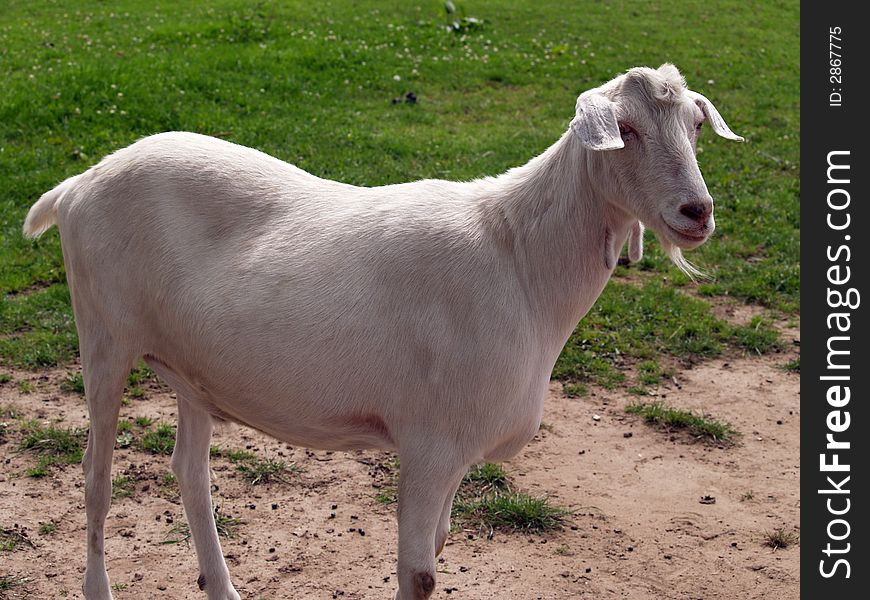 White sacrificial goat waiting to be killed