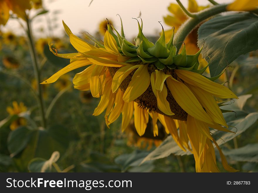 Sunflower series on the sunset