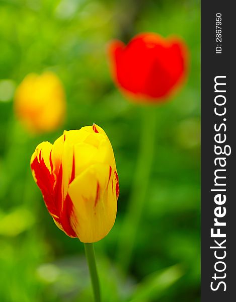 Tulip; yellow; macro; blossom; garden; spring; flowering. Tulip; yellow; macro; blossom; garden; spring; flowering