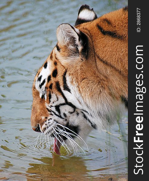 Indian Tiger drinking from lake, dent in water from tounge thrust. Indian Tiger drinking from lake, dent in water from tounge thrust
