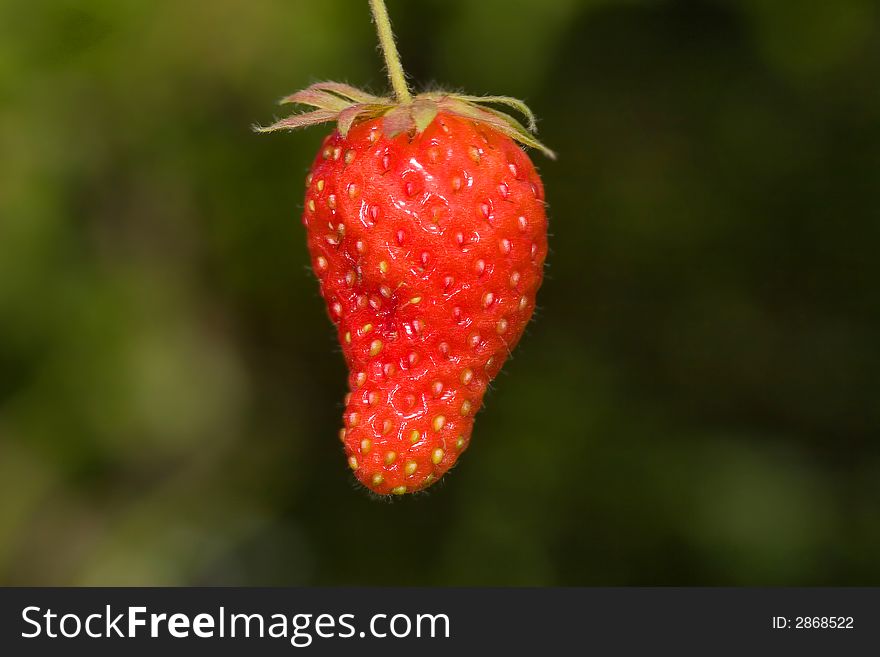 Single red strawberry on dark green background
