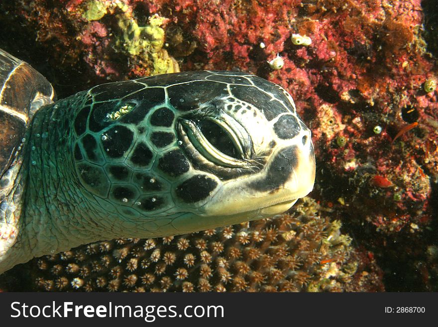 Turtle On The Reef
