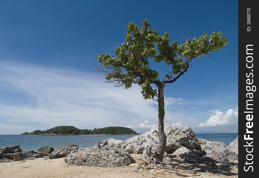 Lonely tree on a stony beach with island in the background. Lonely tree on a stony beach with island in the background