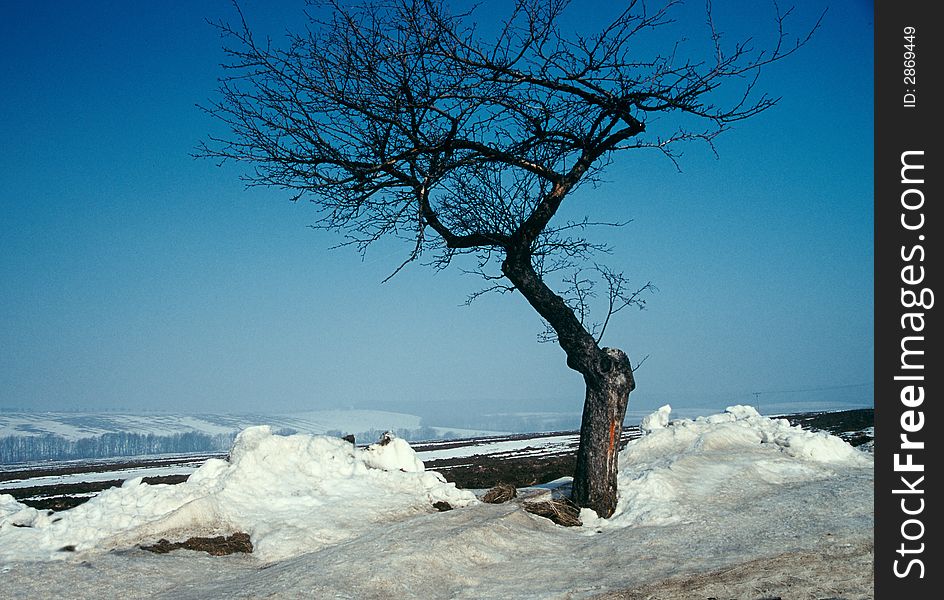 A Solitery Tree In The Frost.