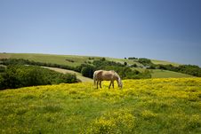 Grazing Horse Stock Photo Grazing Horse Stock Photo