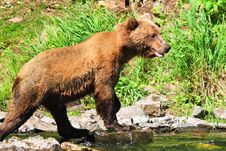 Alaska Brown Grizzly Bear Looking For Fish Stock Image