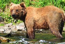 Alaska Wet Brown Grizzly Bear Royalty Free Stock Images Alaska Wet Brown Grizzly Bear Royalty Free Stock Images