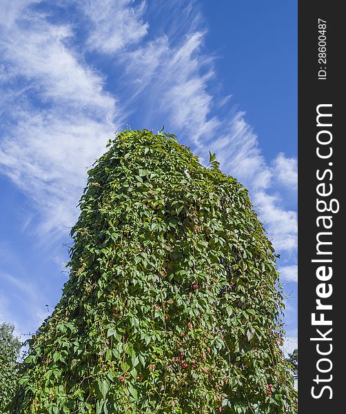 Green Ivy Wall On Blue Cloudy Sky