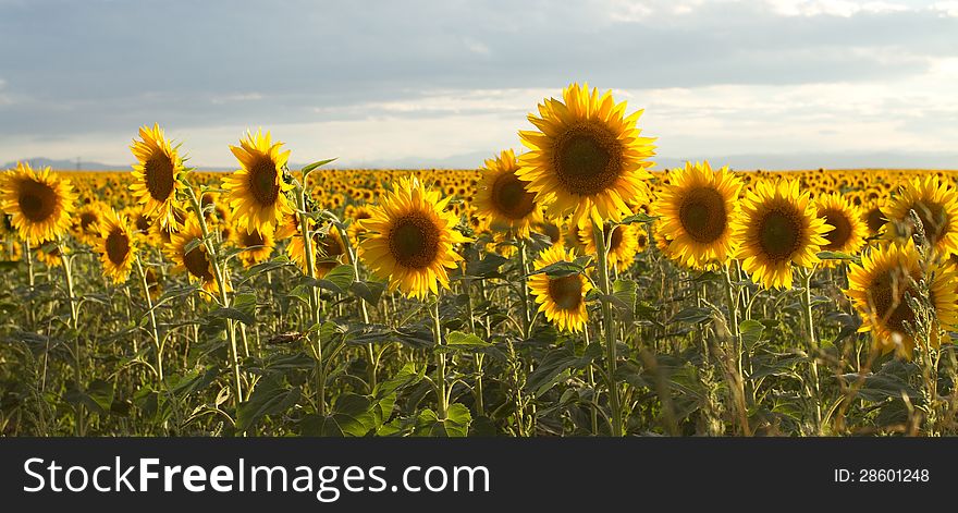 Field of brilliant sunflowers. Field of brilliant sunflowers.