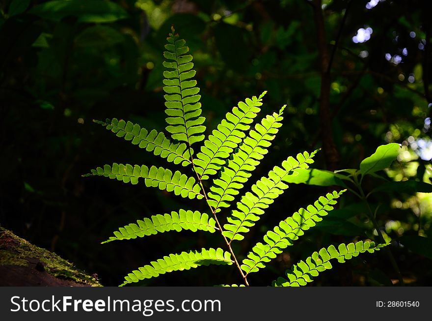 Sunlight  and green leaves