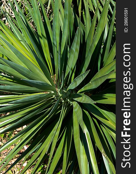 Yucca plant