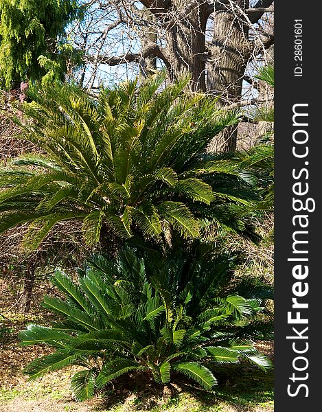 Palm tree, tropical climate, color image, small palm, green leaf, national landmark