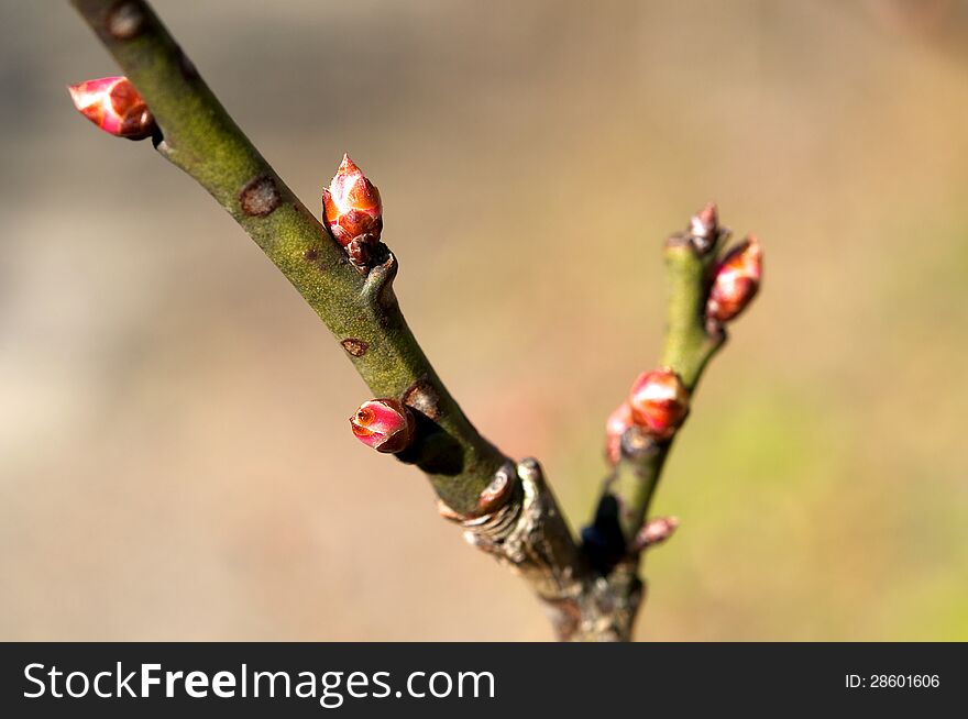 The rudiments of flowers, kidneys leaves, leaf axils, flower buds, naked buds. The rudiments of flowers, kidneys leaves, leaf axils, flower buds, naked buds