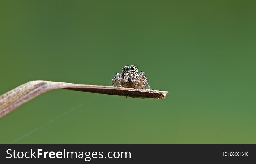 Jumping spider (Evarcha arcuata) sitting on a dry grass.