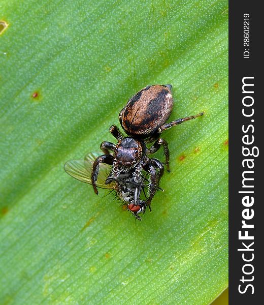Jumping spider (Evarcha arcuata) with prey.