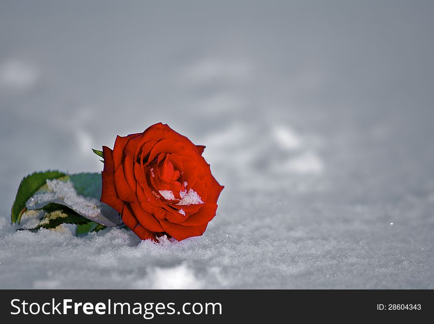 Single Red rose isolated in the snow