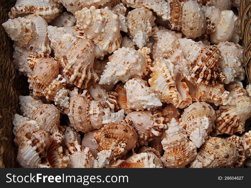 A Selection of Sea Shells in a Wicker Basket. A Selection of Sea Shells in a Wicker Basket.