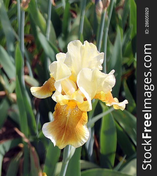 Yellow iris in the flower bed