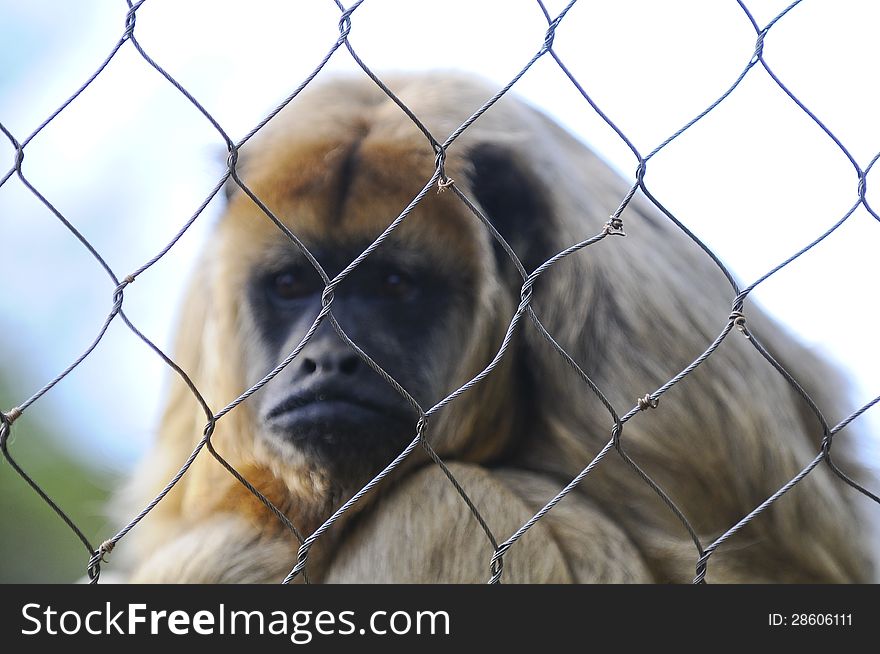 San monky face in cage. San monky face in cage