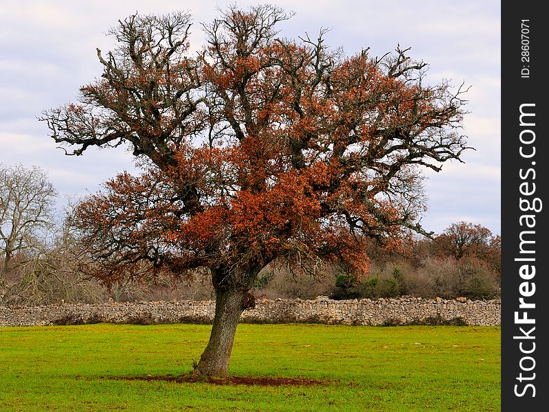 Oak tree typical of the countryside of Puglia