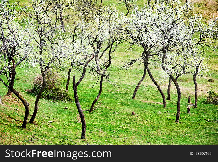 Blooming trees and green grass