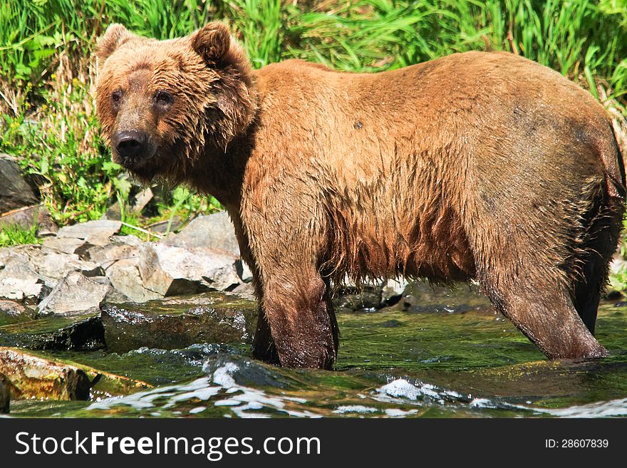 A female coastal brown bear is all wet after an unsuccessful attempt to catch pre spawn Sockeye salmon where the waters of Wolverine Creek empty into Big River Lake, on the west side of the Cook Inlet near Lake Clark National Park. These bears spend weeks grazing on the fresh grasses in late spring and early summer, before the coastal salmon runs start. These coastal dwelling bears are very similar to grizzly bears, which live 100 or more miles inland, but they get much bigger due to plenty of food sources such as grasses and salmon. Lake Clark National Park is one of the largest areas in the world where Brown Grizzly bears are protected from hunting. While Wolverine Creek is located outside the park, there are many bears in the area which concentrate around Wolverine Creek when the salmon start to spawn. This popular summer tourism destination allows the few visitors lucky enough to take excursions from Kenai and Soldotna on the Kenai Peninsula to visit Wolverine Creek to see not just one but many of these magnificent creatures, one of the largest land predators in the world, often while fishing for salmon themselves. A female coastal brown bear is all wet after an unsuccessful attempt to catch pre spawn Sockeye salmon where the waters of Wolverine Creek empty into Big River Lake, on the west side of the Cook Inlet near Lake Clark National Park. These bears spend weeks grazing on the fresh grasses in late spring and early summer, before the coastal salmon runs start. These coastal dwelling bears are very similar to grizzly bears, which live 100 or more miles inland, but they get much bigger due to plenty of food sources such as grasses and salmon. Lake Clark National Park is one of the largest areas in the world where Brown Grizzly bears are protected from hunting. While Wolverine Creek is located outside the park, there are many bears in the area which concentrate around Wolverine Creek when the salmon start to spawn. This popular summer tourism destination allows the few visitors lucky enough to take excursions from Kenai and Soldotna on the Kenai Peninsula to visit Wolverine Creek to see not just one but many of these magnificent creatures, one of the largest land predators in the world, often while fishing for salmon themselves.
