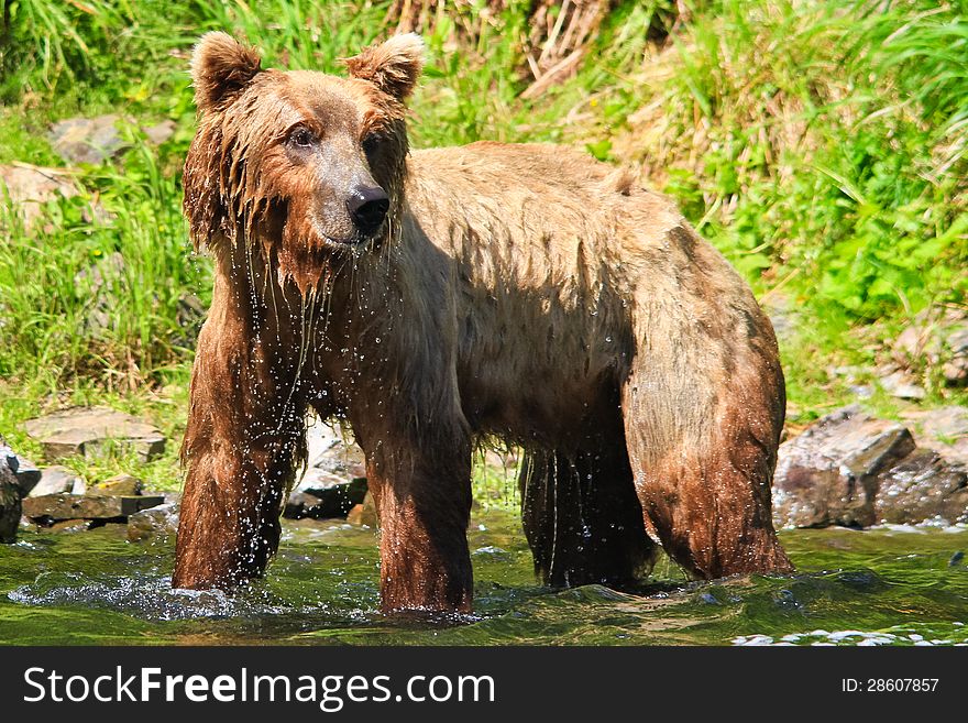 A healthy, curious female coastal brown bear is all wet and dripping water after diving in the water in an unsuccessful attempt to catch pre spawn Sockeye salmon where the waters of Wolverine Creek empty into Big River Lake, on the west side of the Cook Inlet near Lake Clark National Park. These bears spend weeks grazing on the fresh grasses in late spring and early summer, before the coastal salmon runs start. These coastal dwelling bears are very similar to grizzly bears, which live 100 or more miles inland, but they get much bigger due to plenty of food sources such as grasses and salmon. Lake Clark National Park is one of the largest areas in the world where Brown Grizzly bears are protected from hunting. While Wolverine Creek is located outside the park, there are many bears in the area which concentrate around Wolverine Creek when the salmon start to spawn. This popular summer tourism destination allows the few visitors lucky enough to take excursions from Kenai and Soldotna on the Kenai Peninsula to visit Wolverine Creek to see not just one but many of these magnificent creatures, one of the largest land predators in the world, often while fishing for salmon themselves. A healthy, curious female coastal brown bear is all wet and dripping water after diving in the water in an unsuccessful attempt to catch pre spawn Sockeye salmon where the waters of Wolverine Creek empty into Big River Lake, on the west side of the Cook Inlet near Lake Clark National Park. These bears spend weeks grazing on the fresh grasses in late spring and early summer, before the coastal salmon runs start. These coastal dwelling bears are very similar to grizzly bears, which live 100 or more miles inland, but they get much bigger due to plenty of food sources such as grasses and salmon. Lake Clark National Park is one of the largest areas in the world where Brown Grizzly bears are protected from hunting. While Wolverine Creek is located outside the park, there are many bears in the area which concentrate around Wolverine Creek when the salmon start to spawn. This popular summer tourism destination allows the few visitors lucky enough to take excursions from Kenai and Soldotna on the Kenai Peninsula to visit Wolverine Creek to see not just one but many of these magnificent creatures, one of the largest land predators in the world, often while fishing for salmon themselves.
