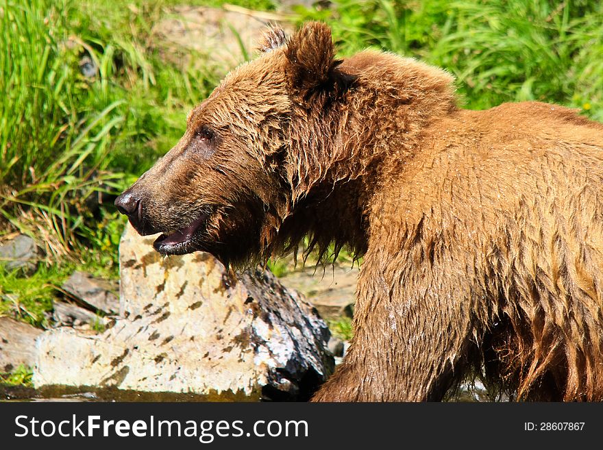 A close up head shot portrait of a healthy, curious female coastal brown bear is all wet after an unsuccessful attempt to catch pre spawn Sockeye salmon where the waters of Wolverine Creek empty into Big River Lake, on the west side of the Cook Inlet near Lake Clark National Park. These bears spend weeks grazing on the fresh grasses in late spring and early summer, before the coastal salmon runs start. These coastal dwelling bears are very similar to grizzly bears, which live 100 or more miles inland, but they get much bigger due to plenty of food sources such as grasses and salmon. Lake Clark National Park is one of the largest areas in the world where Brown Grizzly bears are protected from hunting. While Wolverine Creek is located outside the park, there are many bears in the area which concentrate around Wolverine Creek when the salmon start to spawn. This popular summer tourism destination allows the few visitors lucky enough to take excursions from Kenai and Soldotna on the Kenai Peninsula to visit Wolverine Creek to see not just one but many of these magnificent creatures, one of the largest land predators in the world, often while fishing for salmon themselves. A close up head shot portrait of a healthy, curious female coastal brown bear is all wet after an unsuccessful attempt to catch pre spawn Sockeye salmon where the waters of Wolverine Creek empty into Big River Lake, on the west side of the Cook Inlet near Lake Clark National Park. These bears spend weeks grazing on the fresh grasses in late spring and early summer, before the coastal salmon runs start. These coastal dwelling bears are very similar to grizzly bears, which live 100 or more miles inland, but they get much bigger due to plenty of food sources such as grasses and salmon. Lake Clark National Park is one of the largest areas in the world where Brown Grizzly bears are protected from hunting. While Wolverine Creek is located outside the park, there are many bears in the area which concentrate around Wolverine Creek when the salmon start to spawn. This popular summer tourism destination allows the few visitors lucky enough to take excursions from Kenai and Soldotna on the Kenai Peninsula to visit Wolverine Creek to see not just one but many of these magnificent creatures, one of the largest land predators in the world, often while fishing for salmon themselves.