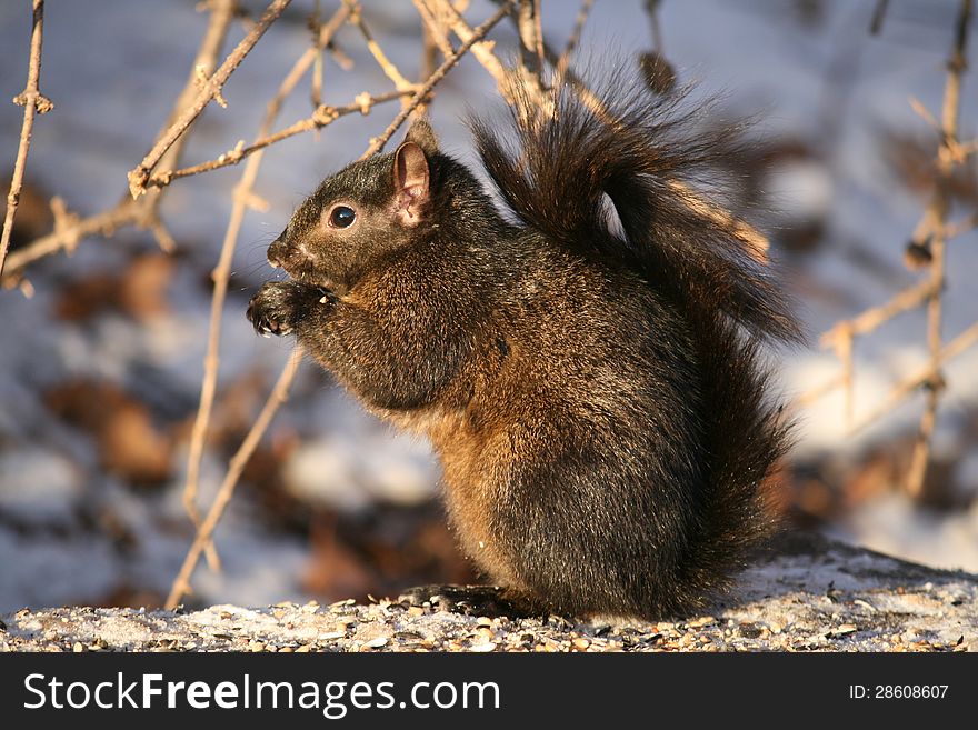 Squirrel sitting on snow and eating. Squirrel sitting on snow and eating