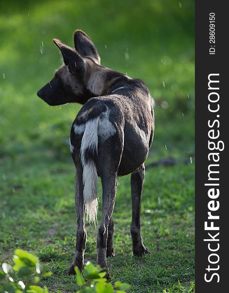 A high resolution image of an endangered wild African Wild Dog