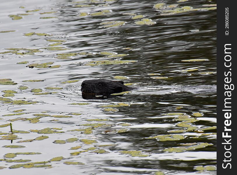 a beaver lazily swims in a water channe