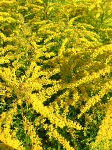 Some Beautiful Yellow Flowers Stock Photography Some Beautiful Yellow Flowers Stock Photography