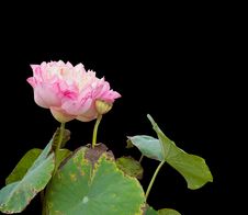 Pink Lotus On Black Background. Stock Image Pink Lotus On Black Background. Stock Image