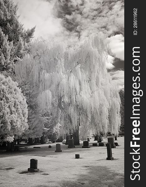 Infrared photo of Lone Fir Cemetery in Portland, Oregon. Taken with a Canon 10D that was converted into a black and white infrared camera. Infrared photo of Lone Fir Cemetery in Portland, Oregon. Taken with a Canon 10D that was converted into a black and white infrared camera.