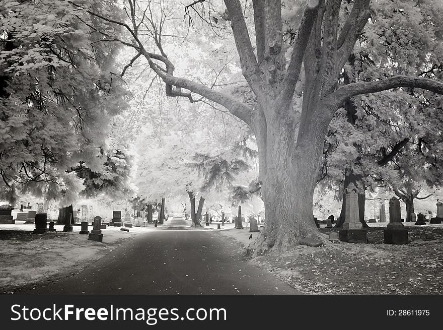 Infrared photo of Lone Fir Cemetery in Portland, Oregon. Taken with a Canon 10D that was converted into a black and white infrared camera. Infrared photo of Lone Fir Cemetery in Portland, Oregon. Taken with a Canon 10D that was converted into a black and white infrared camera.