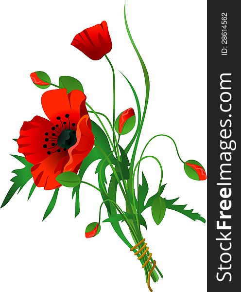 Bouquet of poppies as a vector illustration