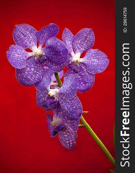 Violet orchid flower on red background