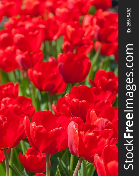 Beautiful red tulips in garden, sunny day, selective focus