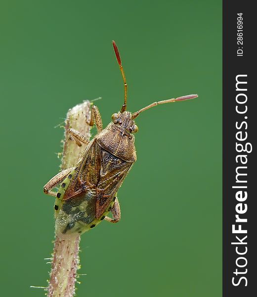 Scentless plant bug (Stictopleurus abutilon) on grass.