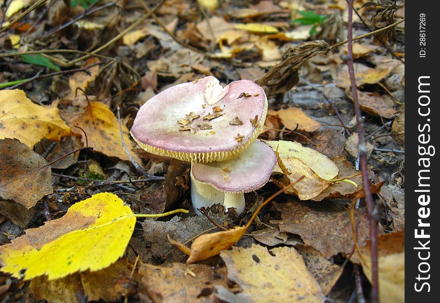 Nice mushrooms in the autumn leaves