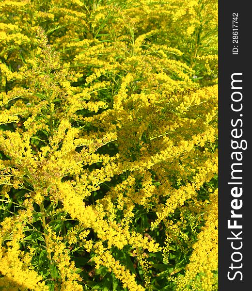 Some beautiful yellow flowers