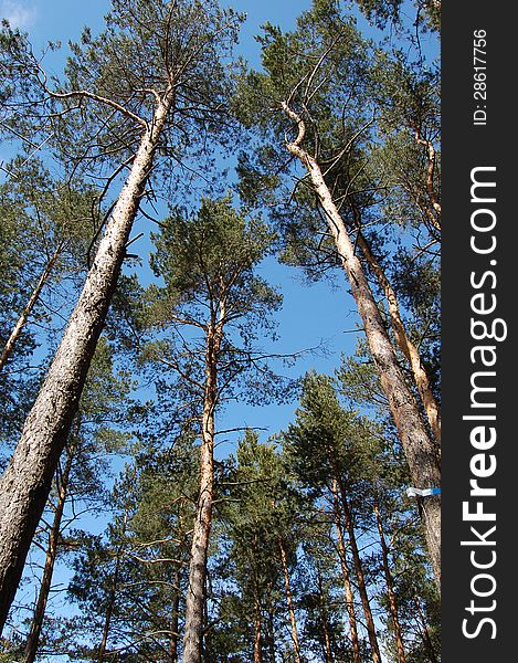 Pines in a blue sky from a ground