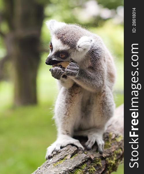 Ring-tailed Lemur sitting on a tree trunk eating.