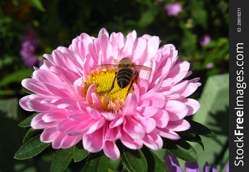 The image of little bee on the pink beautiful aster. The image of little bee on the pink beautiful aster